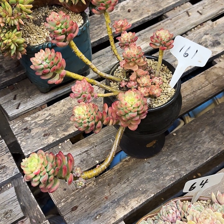 多肉植物，香格里拉161号