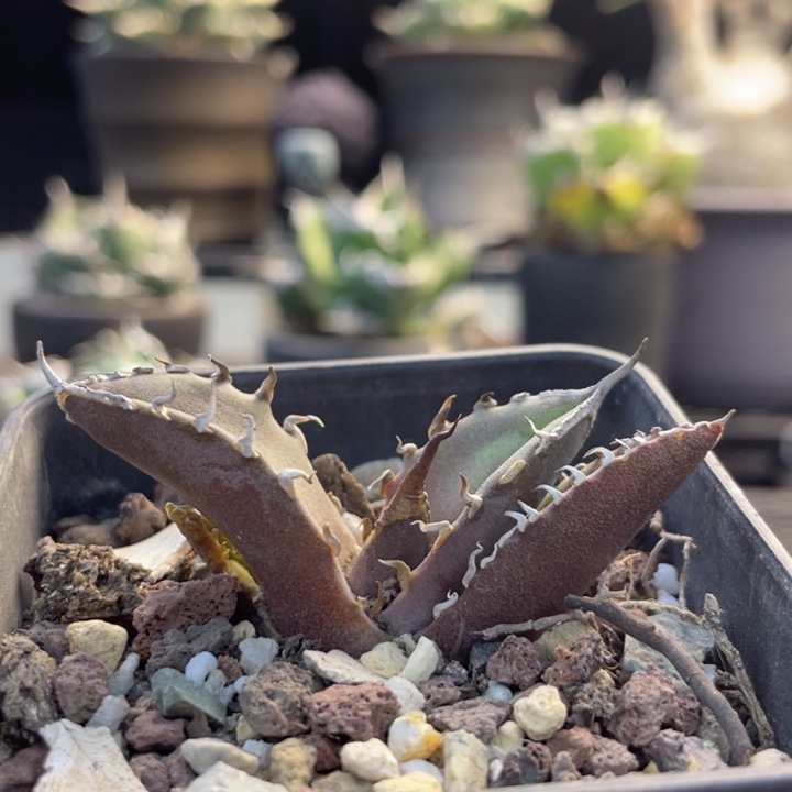 【闪购商品】白犀牛。  