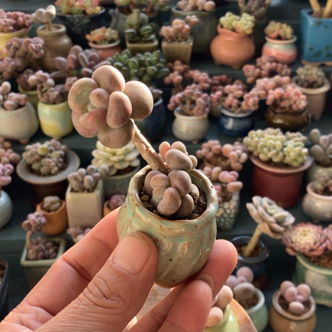 腰子桃蛋12.8带盆发货