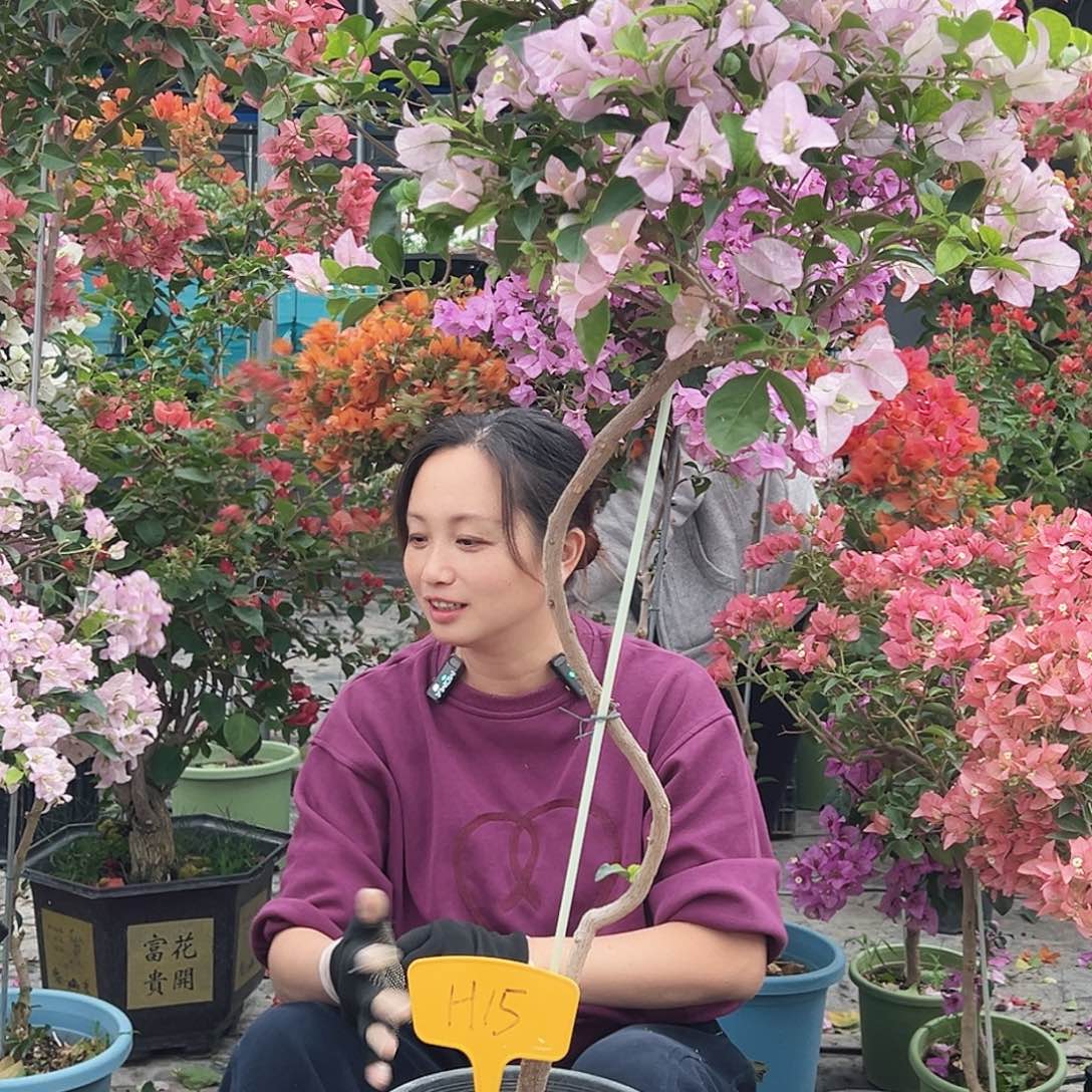 贾***大部分花苞少量开放H15丽娜