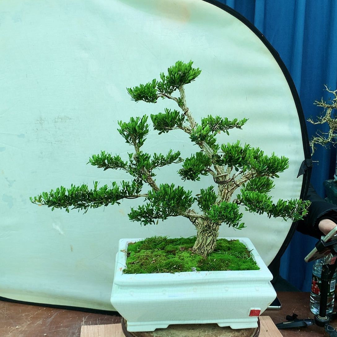 黄杨盆景一物一拍