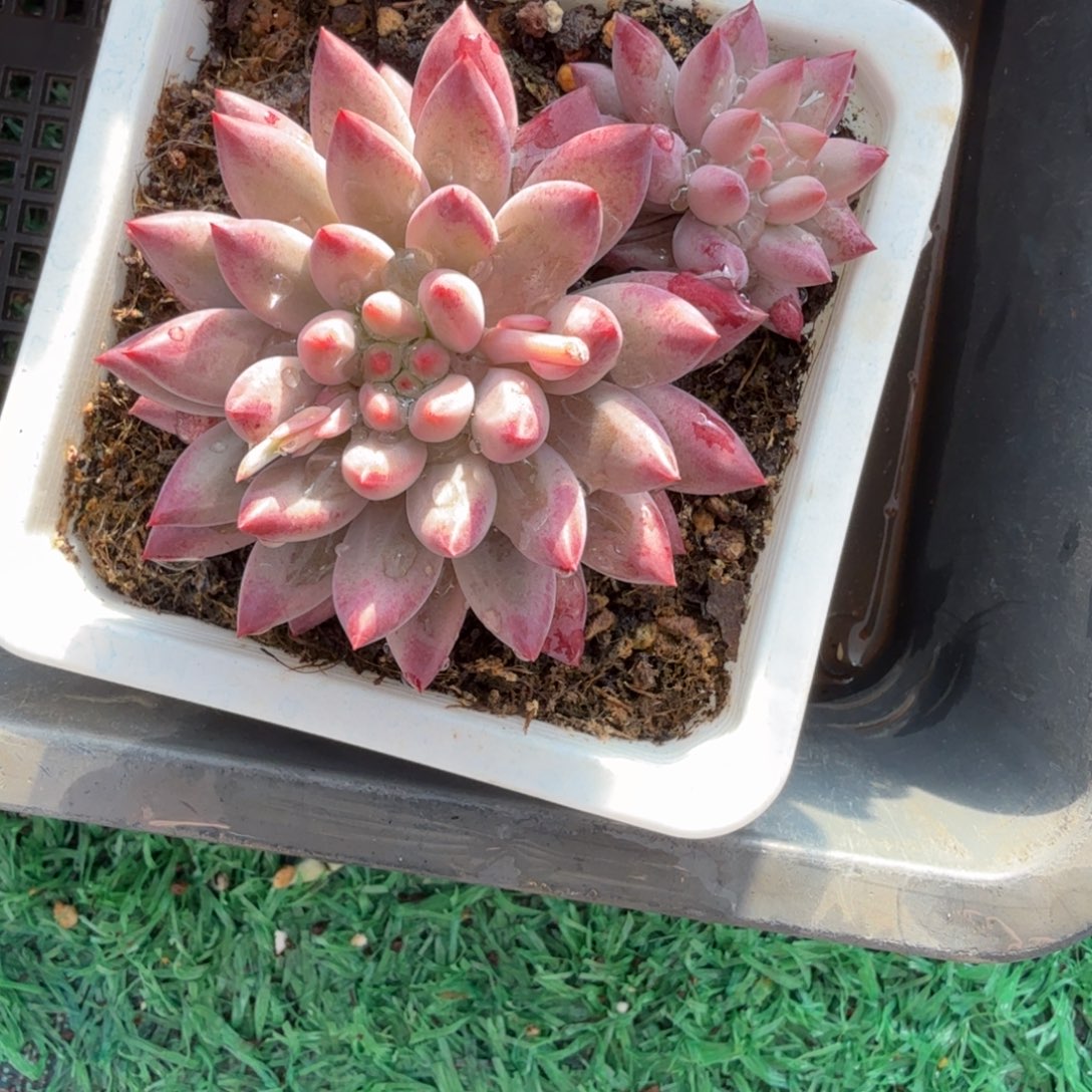 无花朵肉肉肉肉肉肉肉肉肉