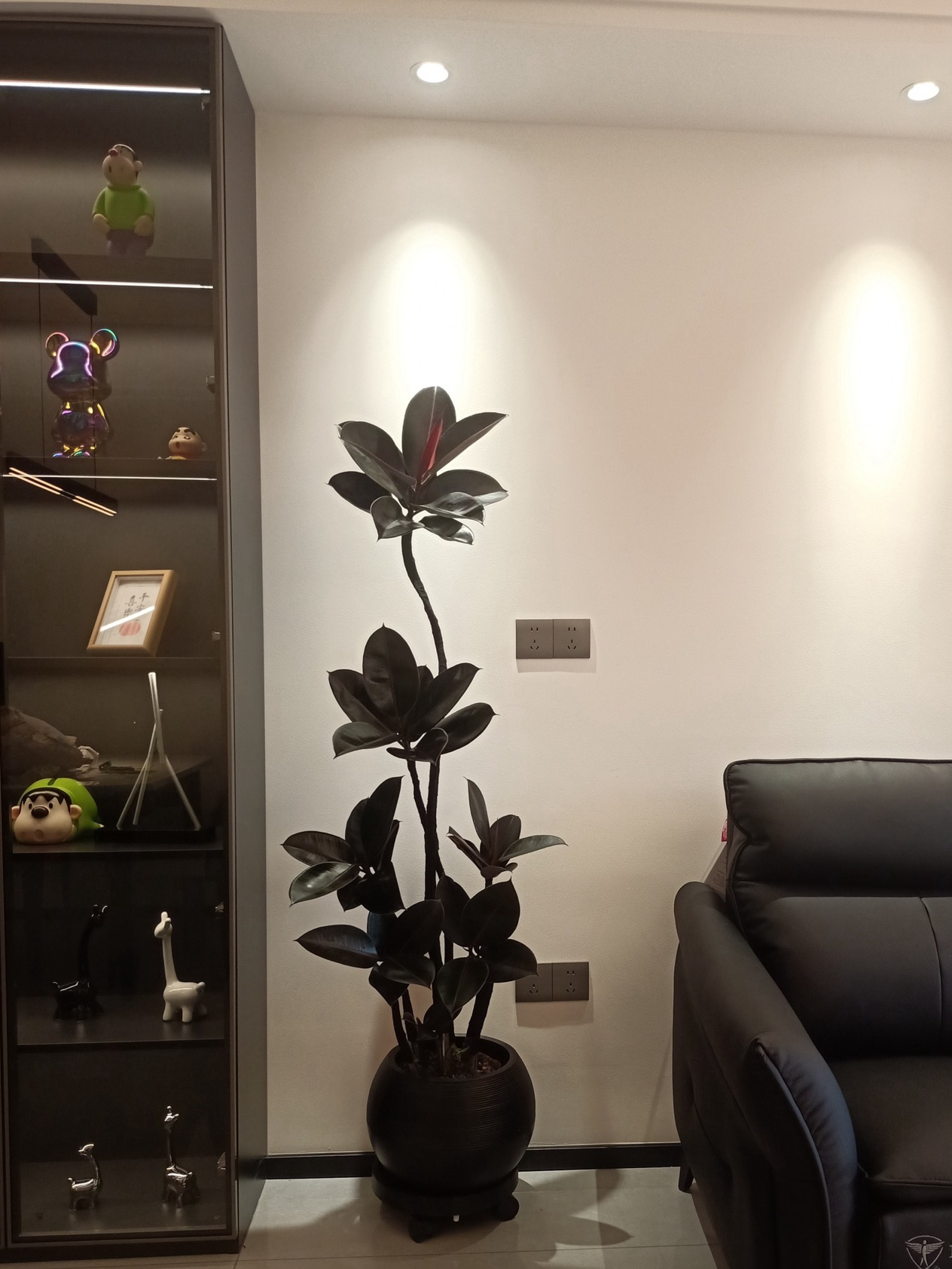 黑金刚橡皮树网红造型绿植室内客厅阳台绿植大型盆栽植物净化空气