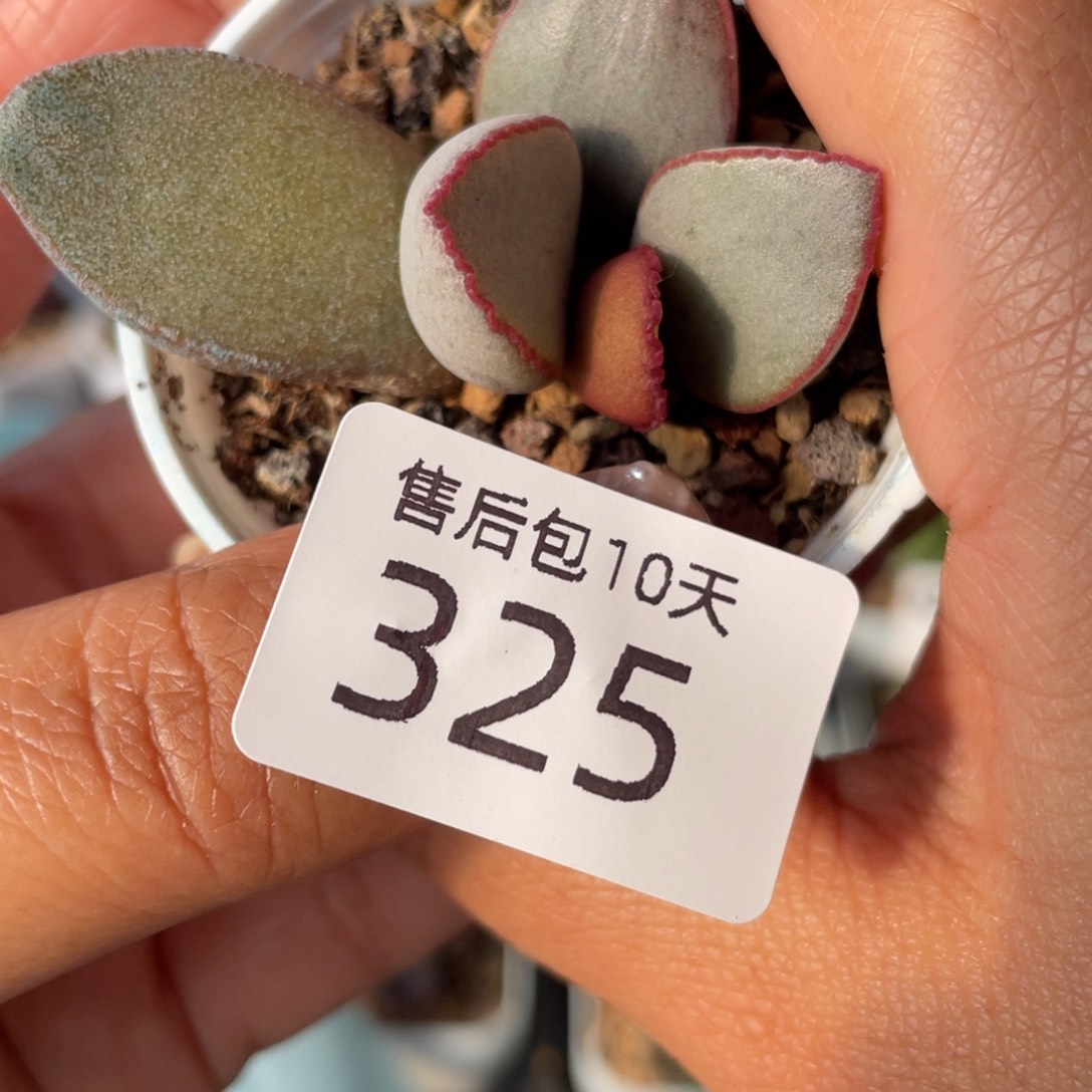 325。                   
