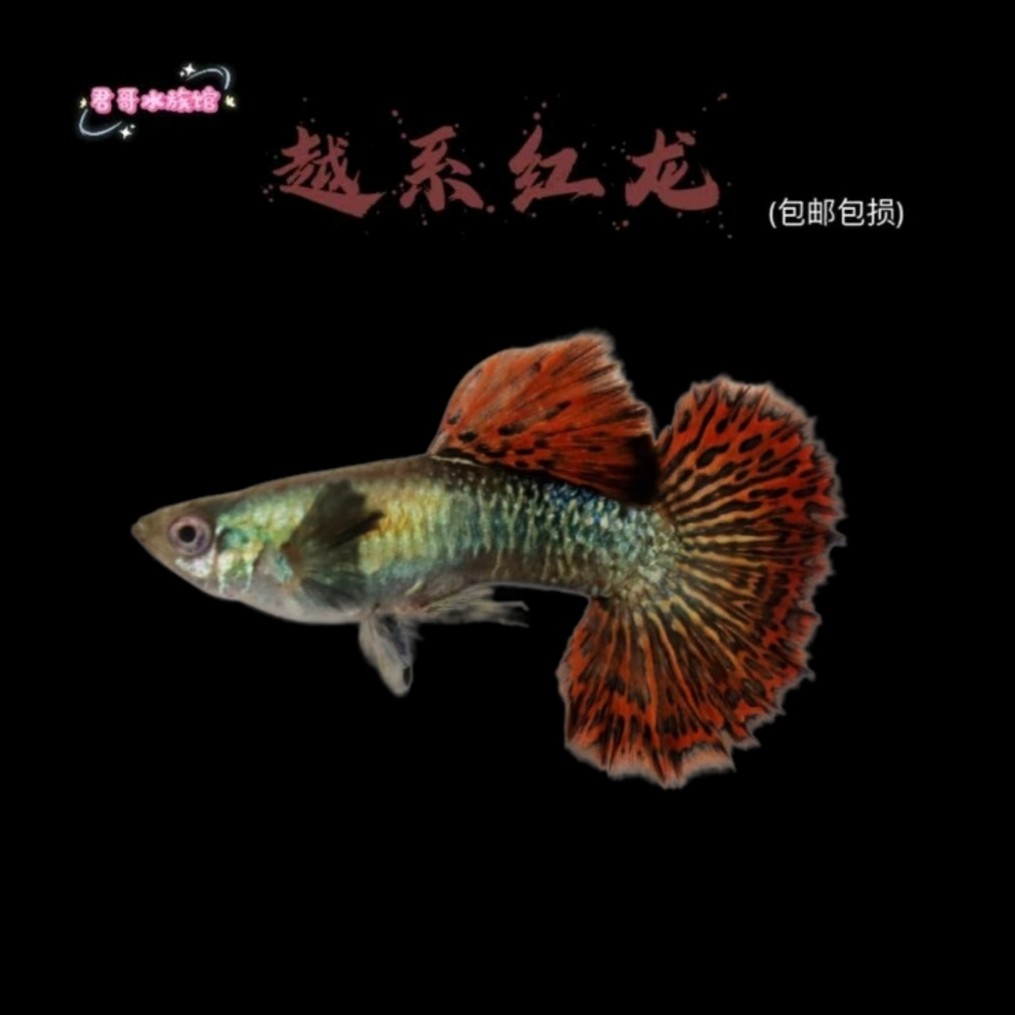 精品超萌萌好物孔雀鱼越系红龙皮实、观赏鱼新奇宠物、宠物活体、