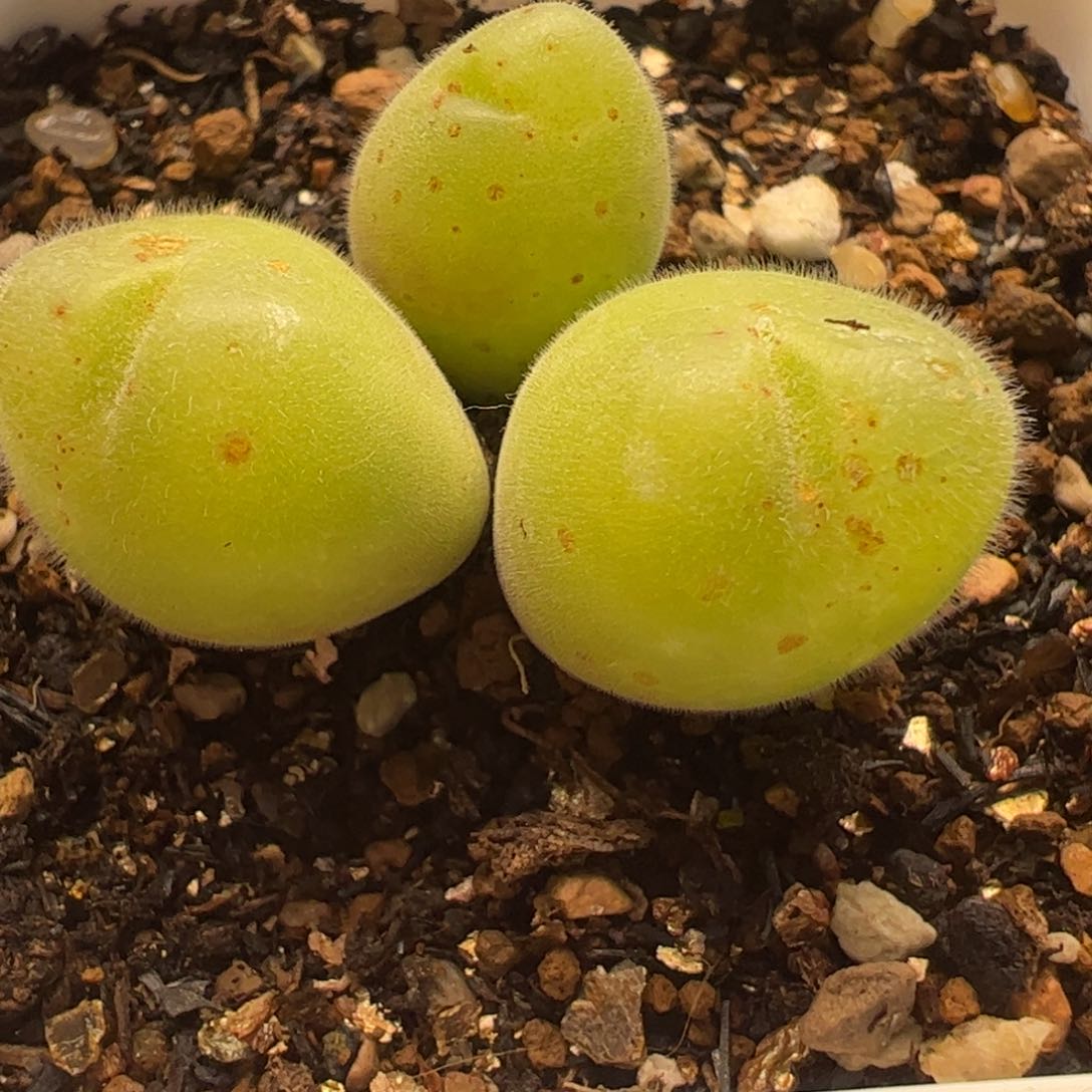 毛翠滴多肉植物百科