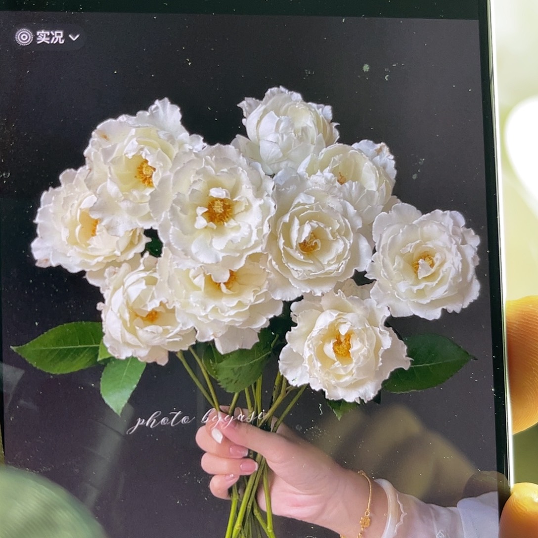 全部花苞德芮尔（乐柏）单头10枝