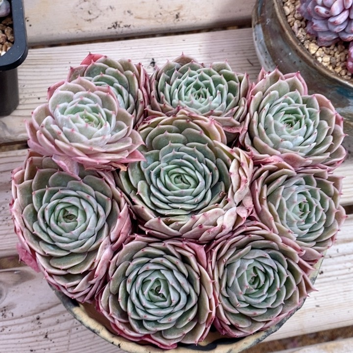 昂斯诺 韩货精品