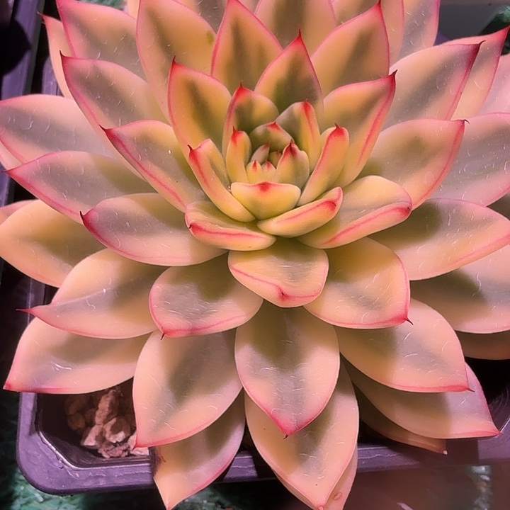 阿斯娜锦多肉锦植物