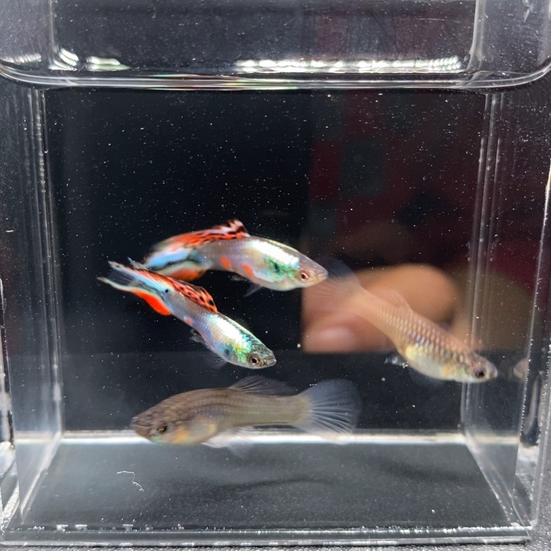 海水鱼多彩琴尾两对