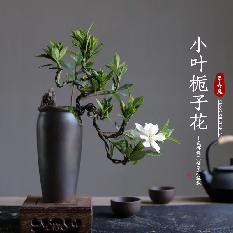 栀子花海岛栀子花四季花卉浓香老桩可鱼缸造景可水培土培