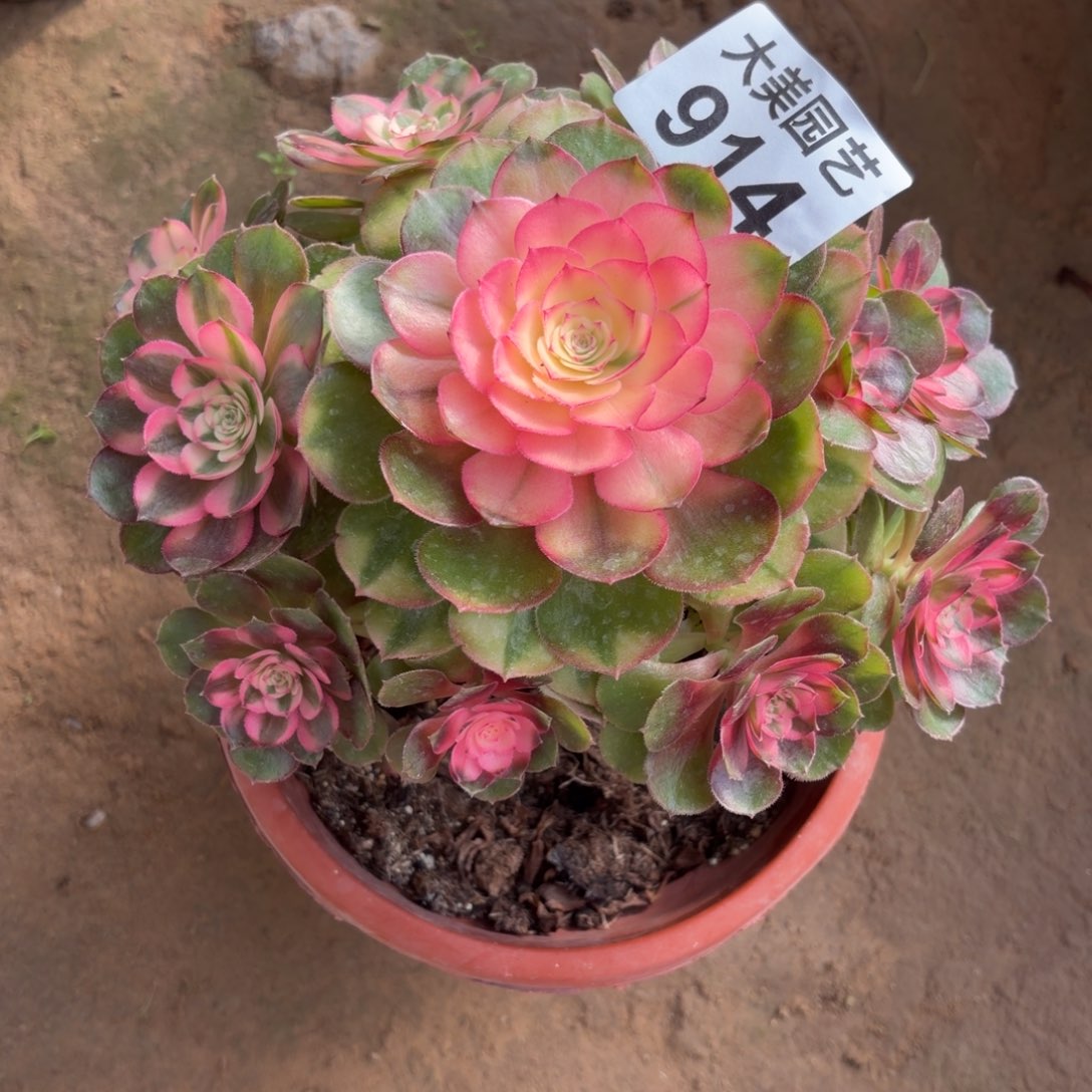 自***翔荔枝老桩914肉肉肉肉肉