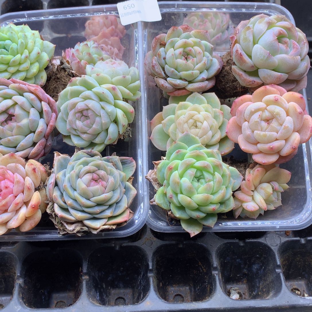 反反复复还是很开心059