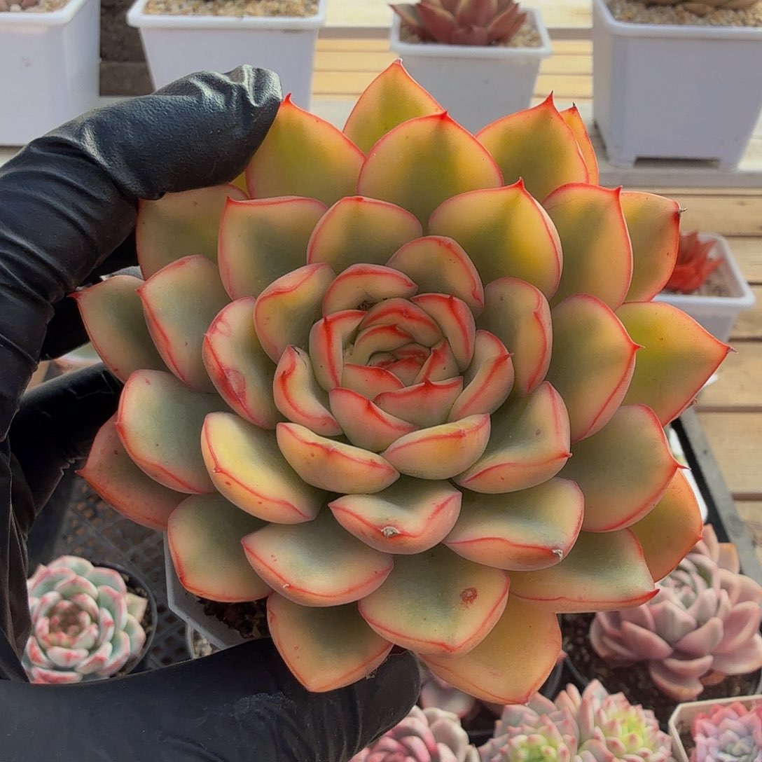 1127-70荷花黄锦单头