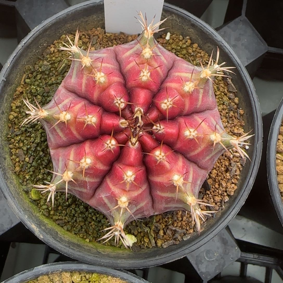 34-0215脱土发多肉