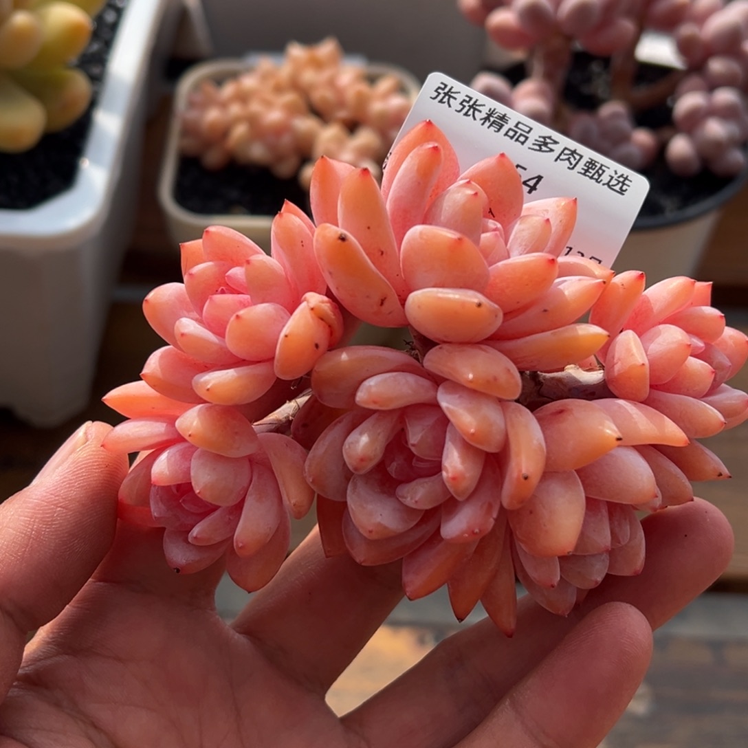 张张精品多肉甄选254