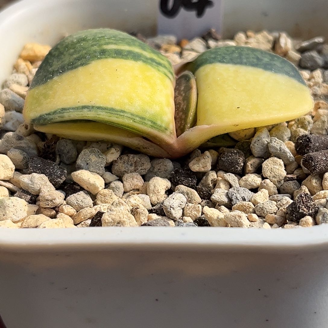 04脱土发货111111111