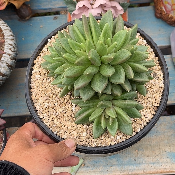O****哥特换多肉植物一物一拍