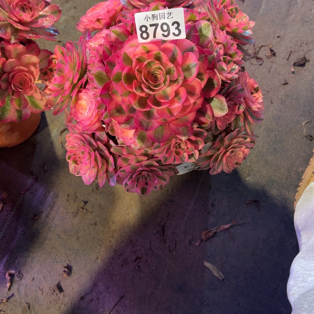 雨*荔枝多肉植物8793