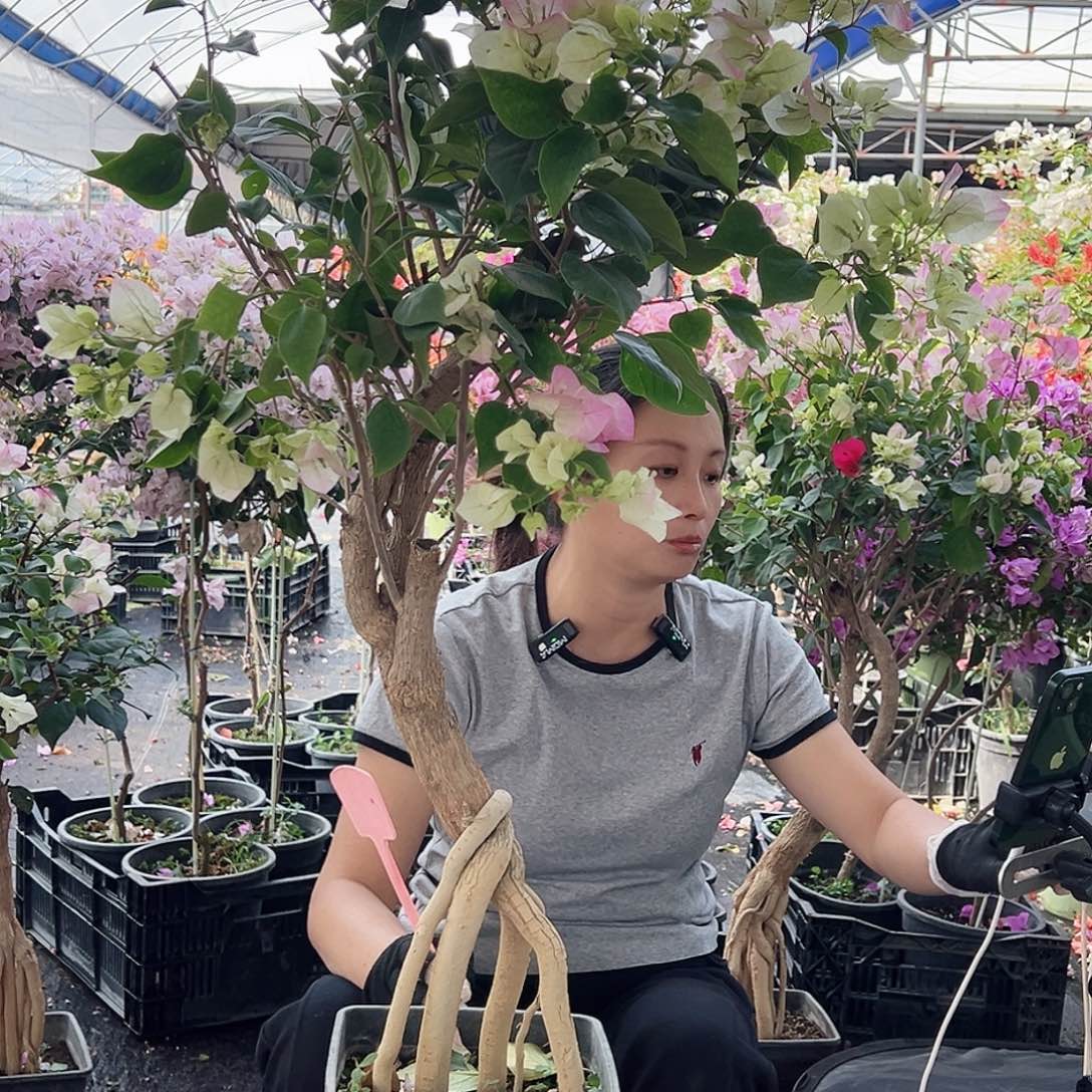 一***阳大部分花苞少量开放D71