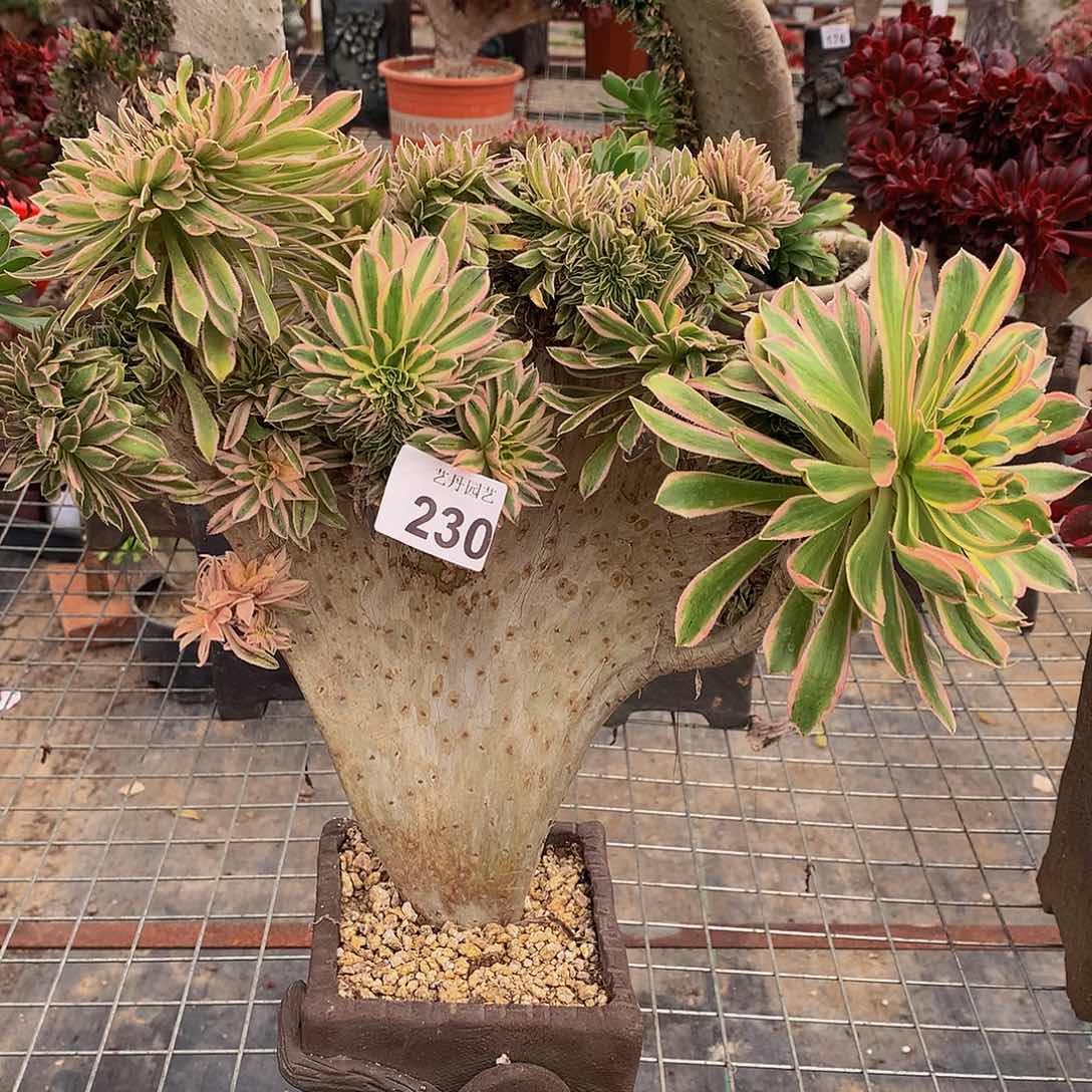 230夕颜缀化微瑕的