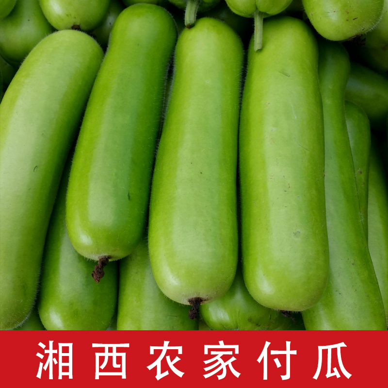 湘西农家自种新鲜付瓜嫩蒲瓜葫芦瓜肉质细嫩味甜蔬菜厚肉瓠子瓜