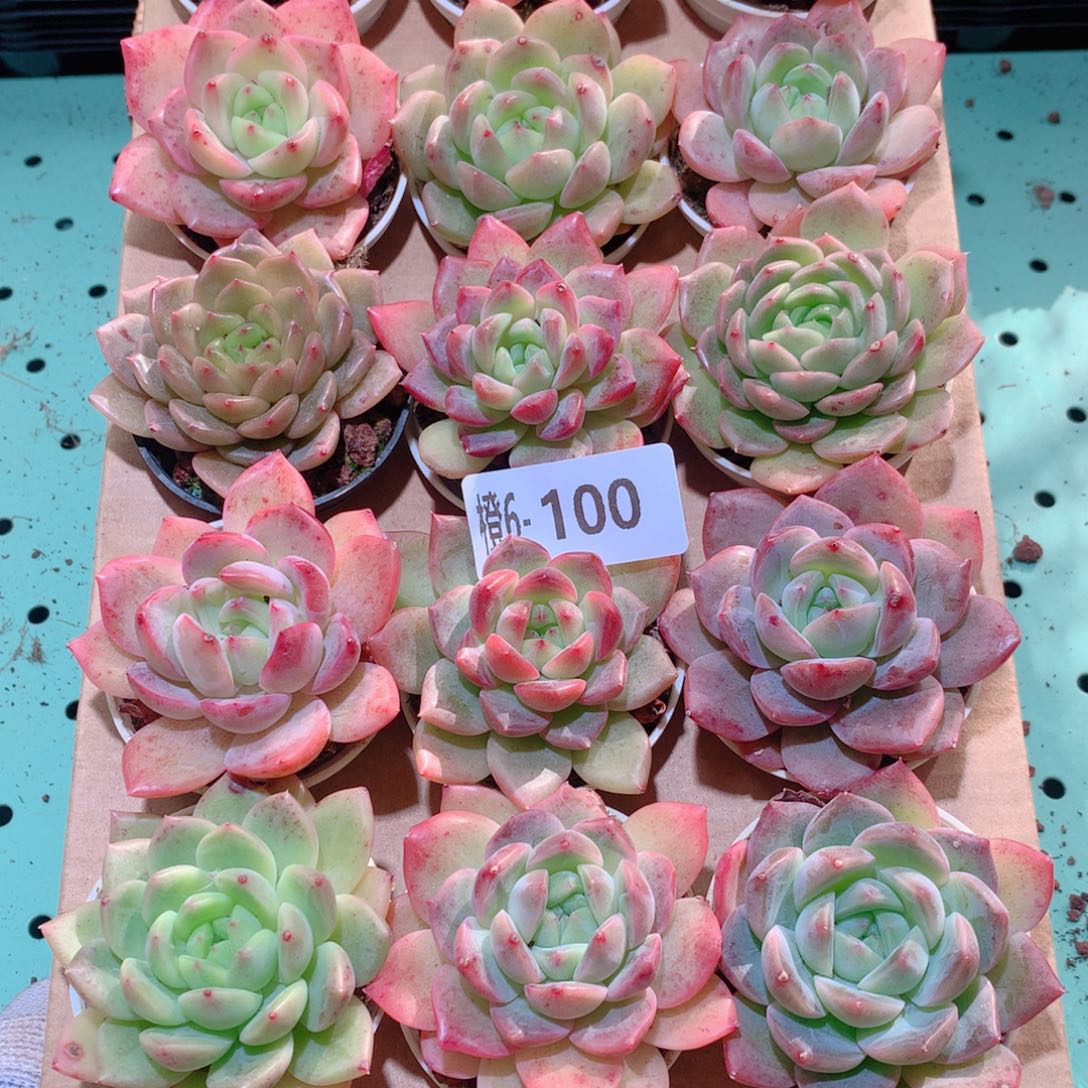 6-100一物一拍多肉带盆18颗