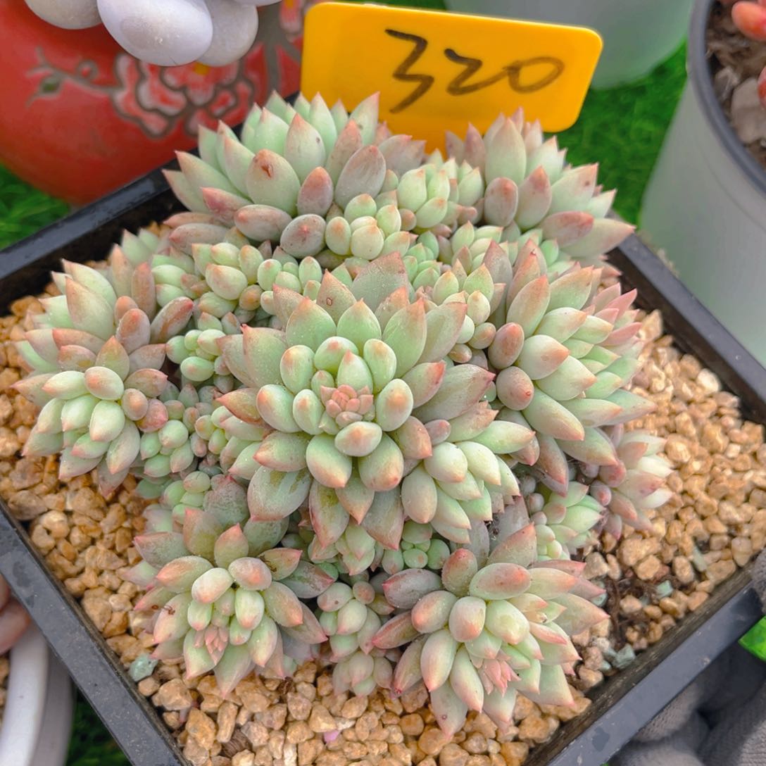 明珠美人88888888888