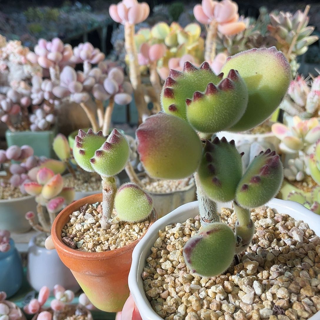 星***霜多肉植物的生长发育和生长发育等方面