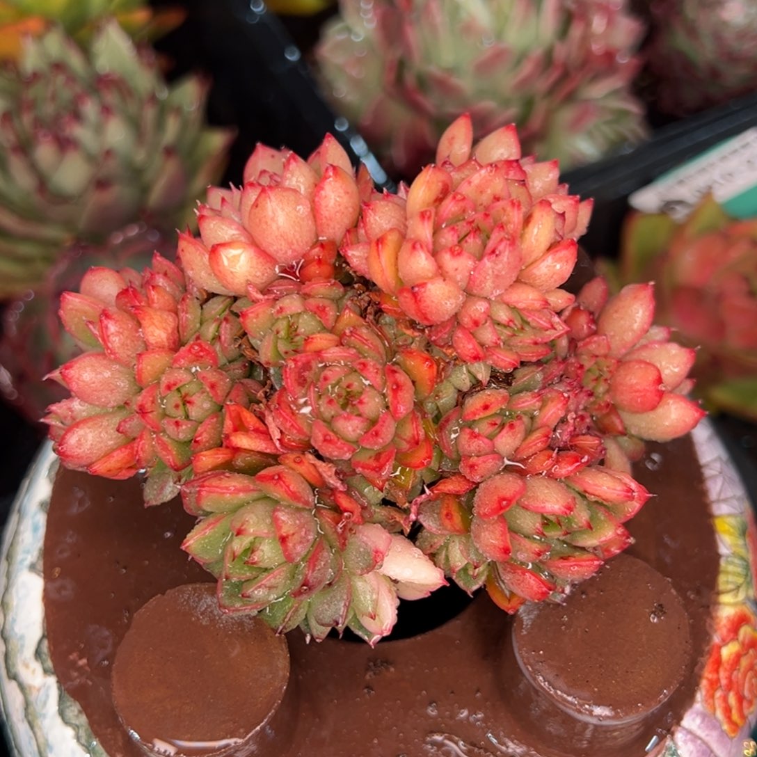 从前慢多肉精选编号0310.230