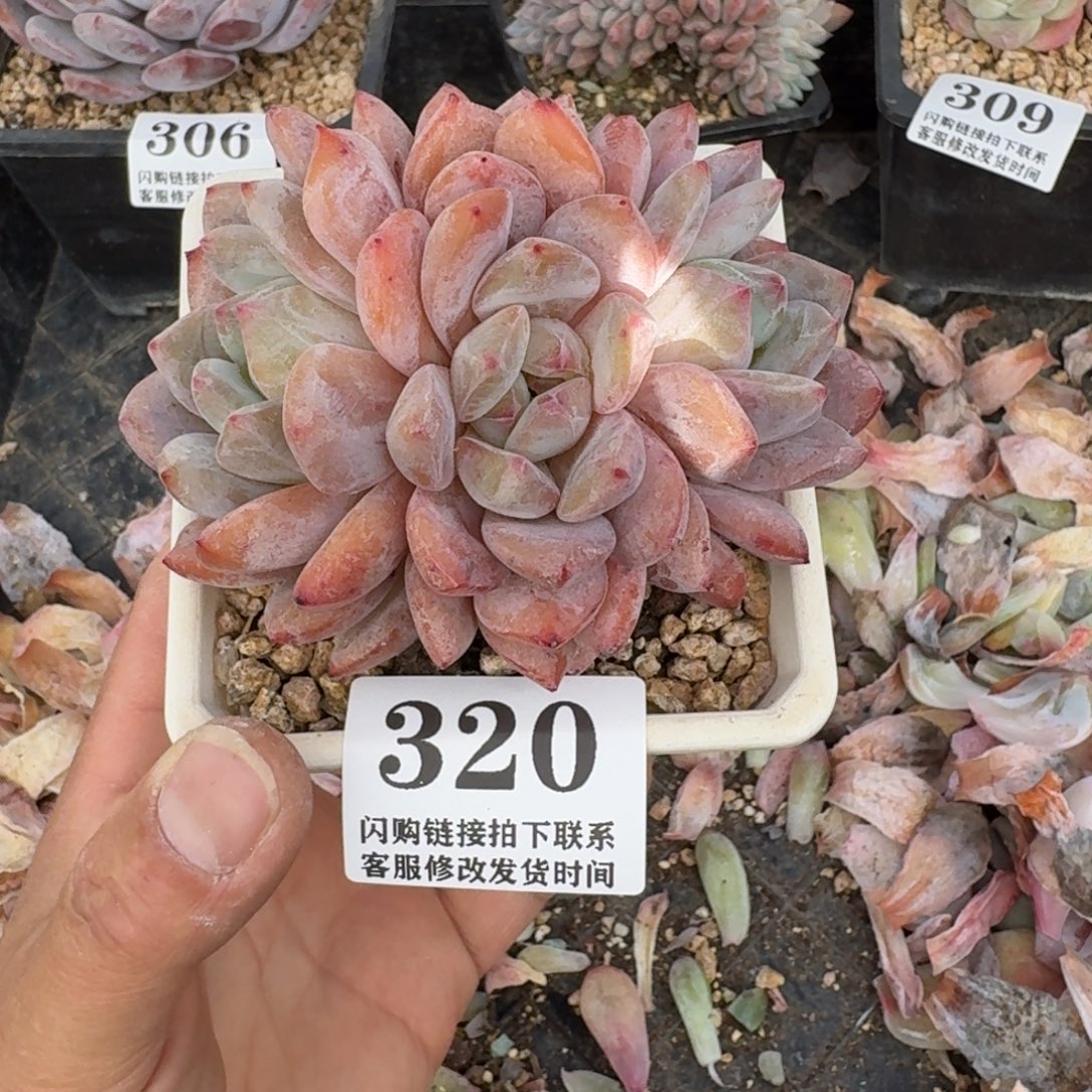 320雪天使无砍9cm左右（满28包邮）