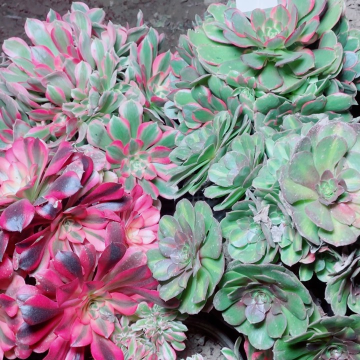 多肉植物组合130