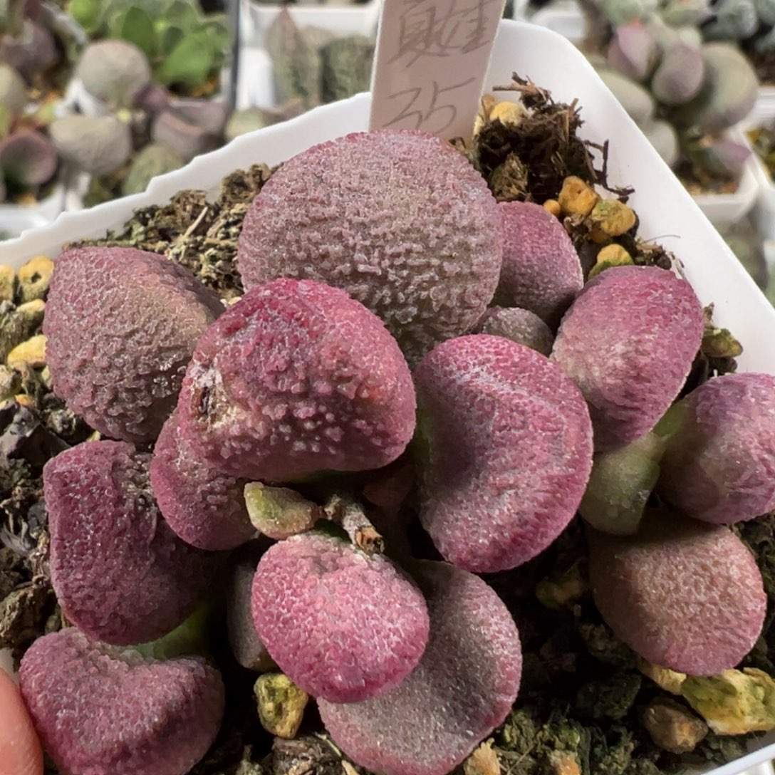 w夏娃有干疤特价多肉植物