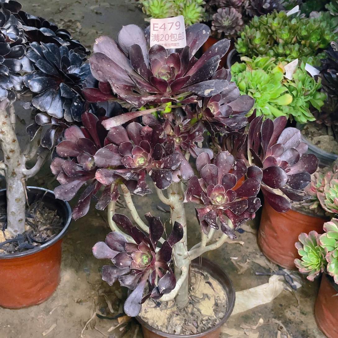 479黑原叶多肉法师