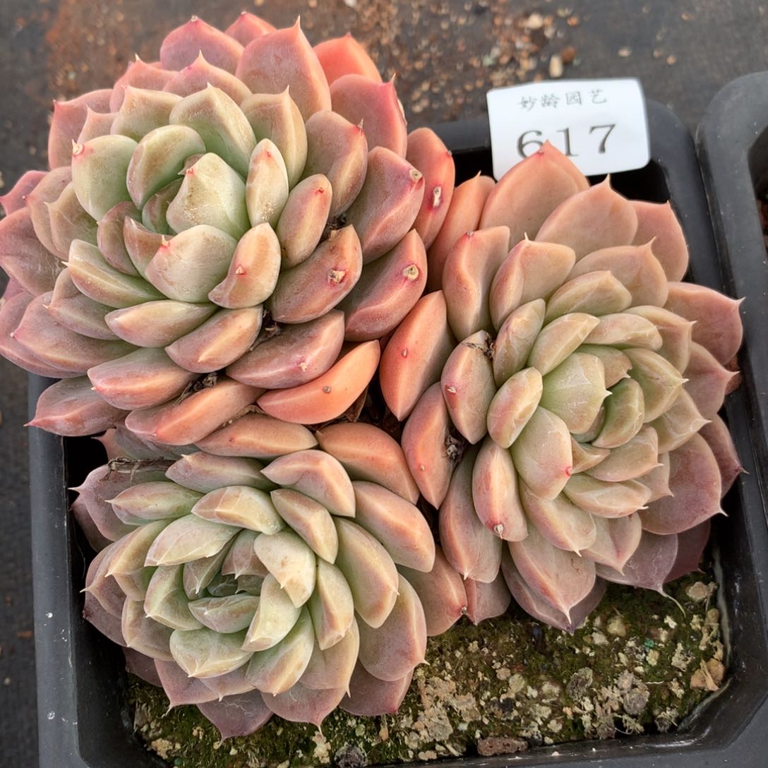 617新年快乐发发发