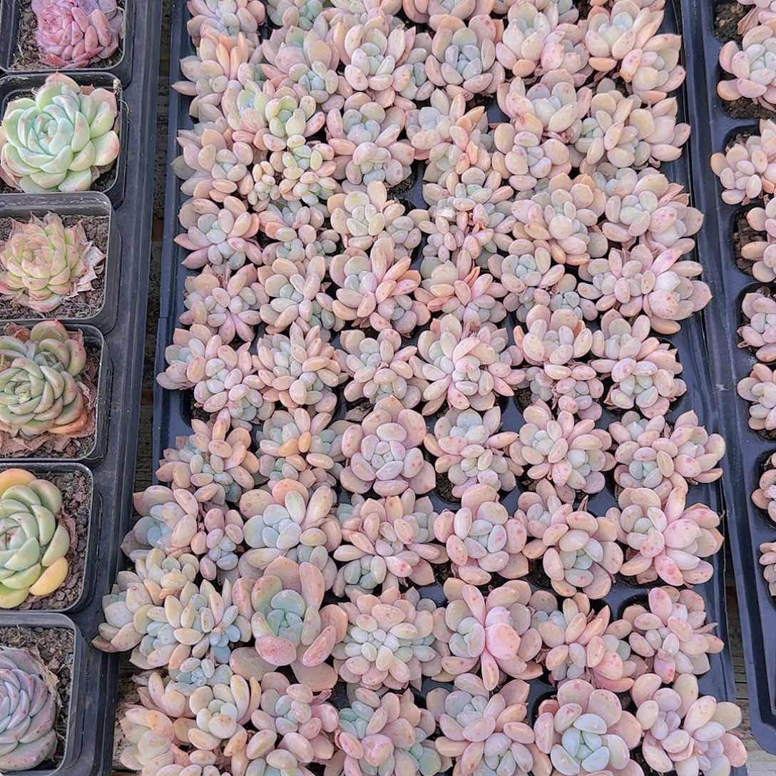 直播一物一拍多肉49
