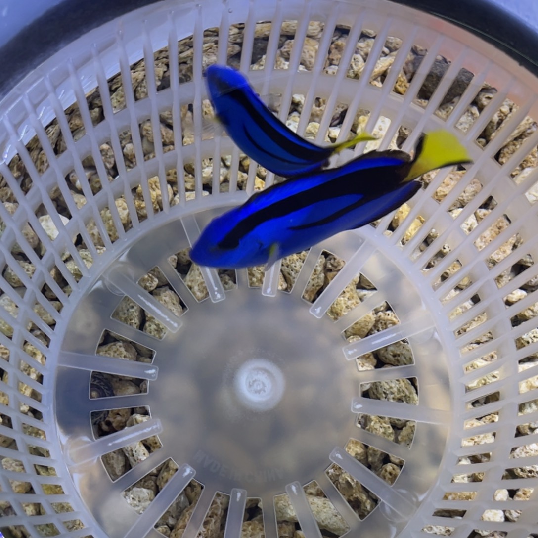 海水鱼蓝调一条顺丰包邮