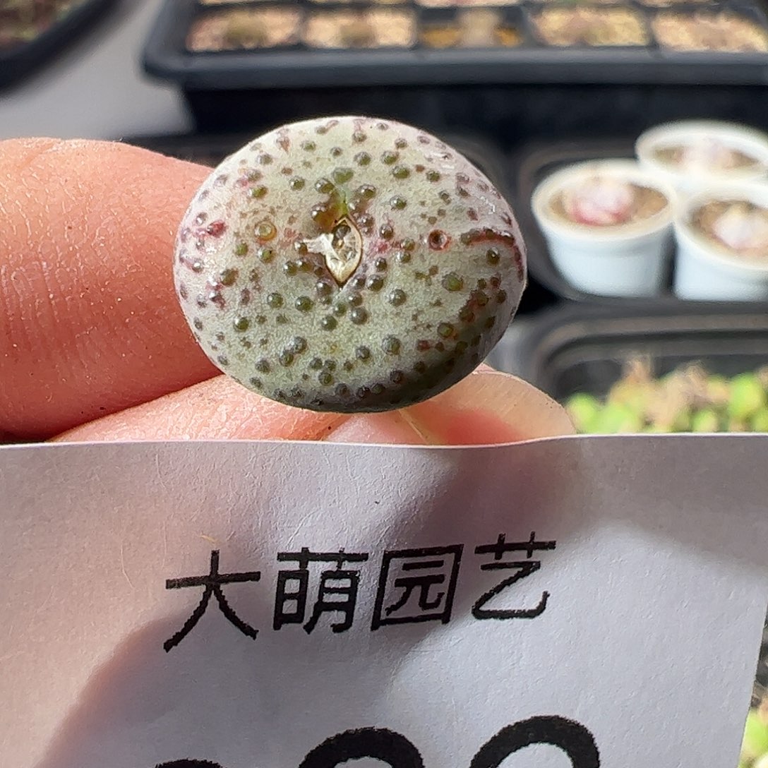 一物一拍。    286