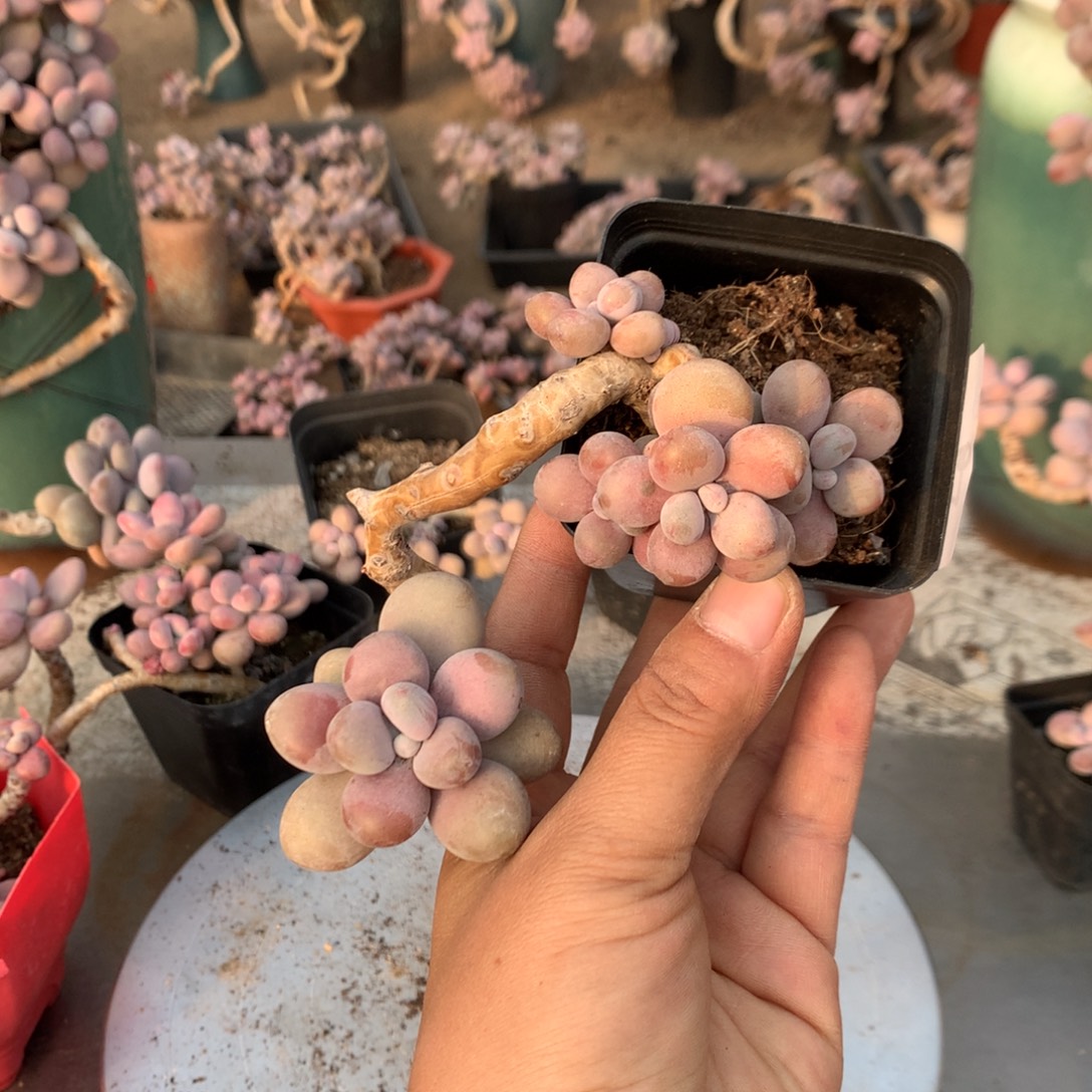桃蛋老桩不带盆59号