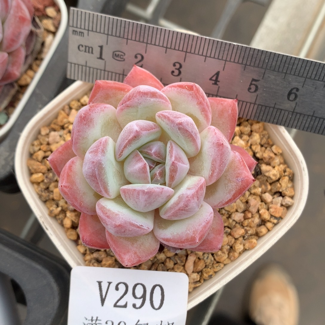 290。草莓杏仁。多肉。