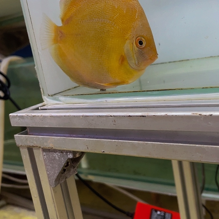 七彩神仙鱼人***途不知名品种