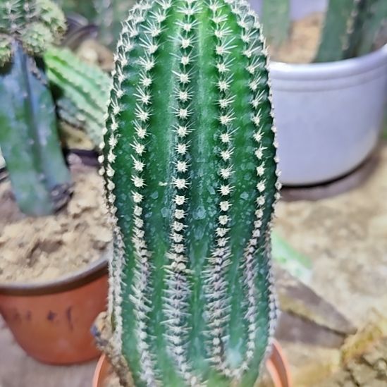 实生彩草仙人球22*8厘米左右福71