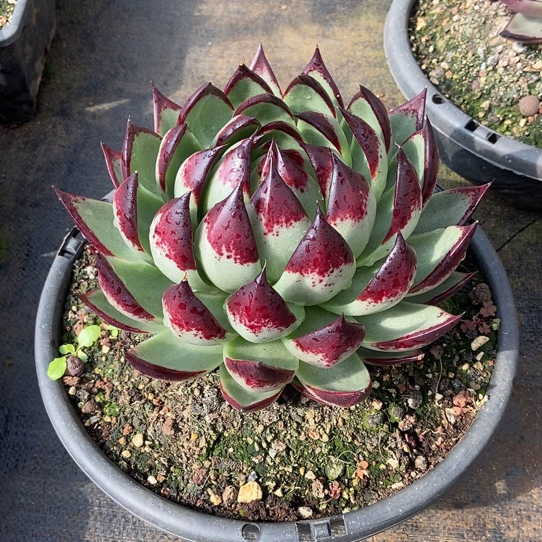 王***生福利特价美乌抓包桃