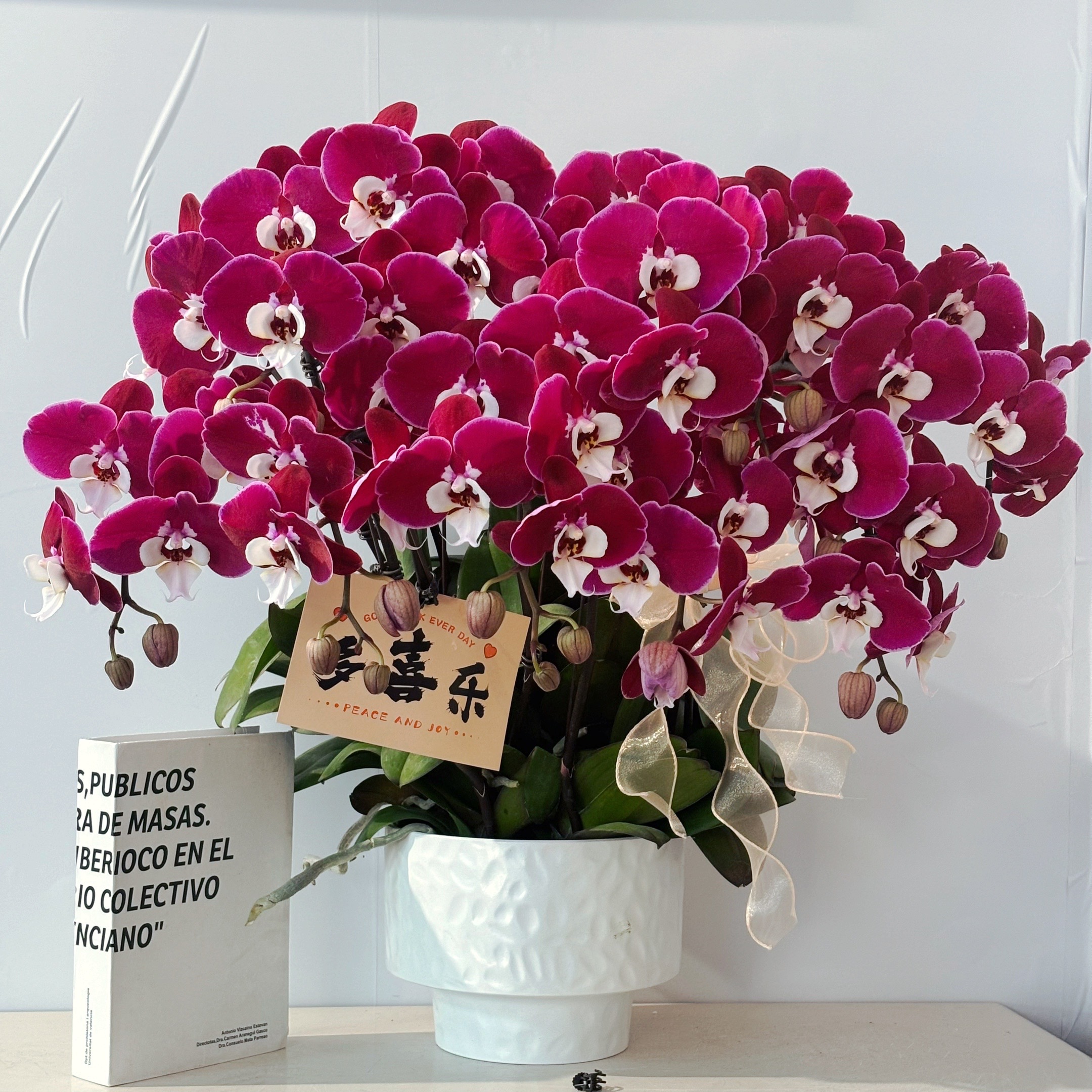 胜花【米歇尔】蝴蝶兰盆栽花卉观花植物室内四季开花陶瓷盆8-8