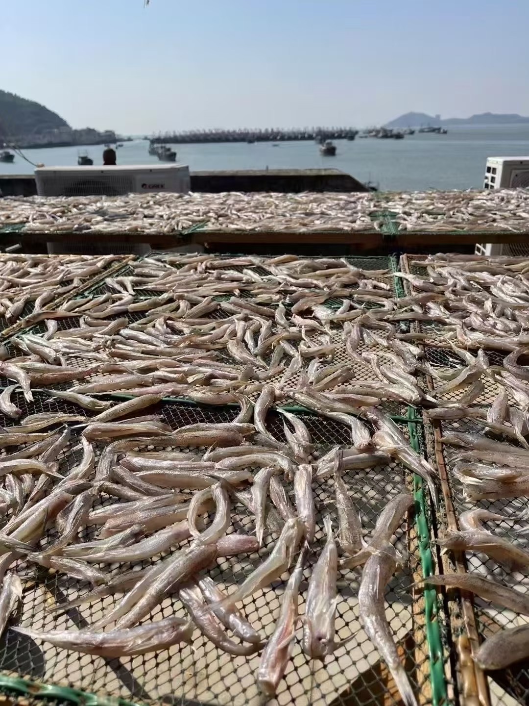 本港那哥鱼干正宗哥丁脯日晒微咸可煮汤的海鲜干货
