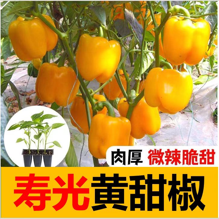 寿光水果黄方椒苗子带土发货阳台庭院种植优质穴盘苗