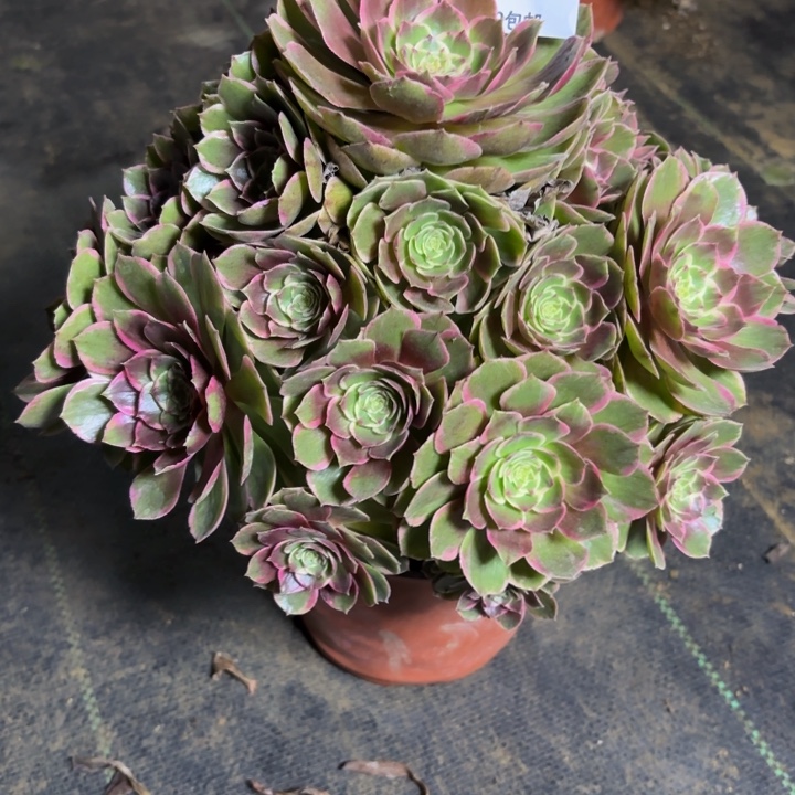 瑞妈，。。。。。790花妖