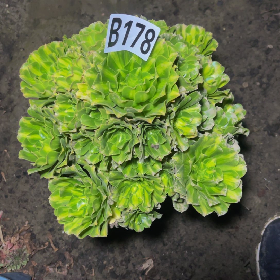 二代翡翠16/////32包邮