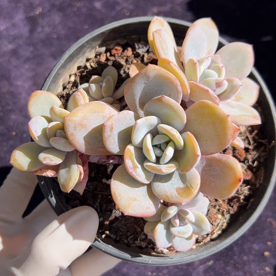 新年快乐 新年快乐 新年快乐