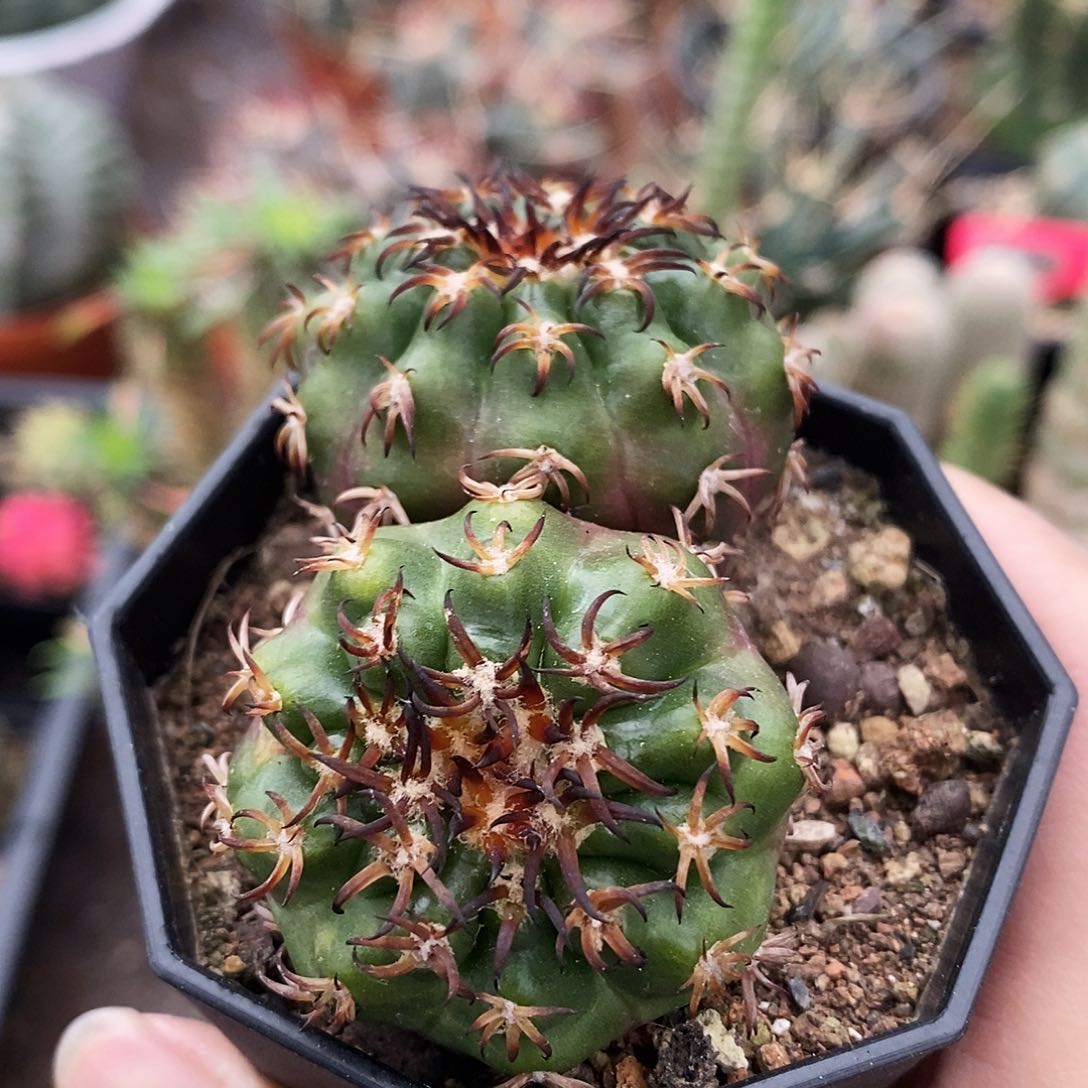 花花草草花花草草